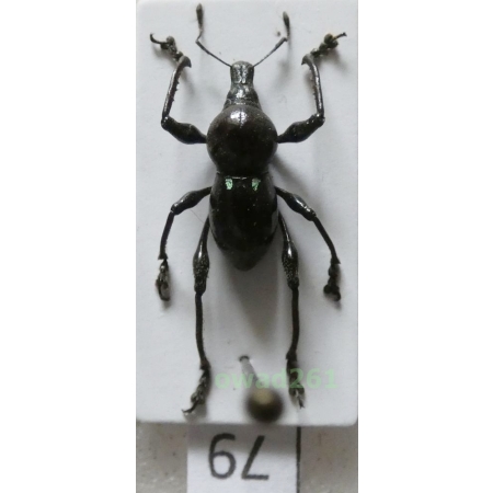 Metapocyrtus rufipes (G.R.Waterhouse, 1843) male Philippines79